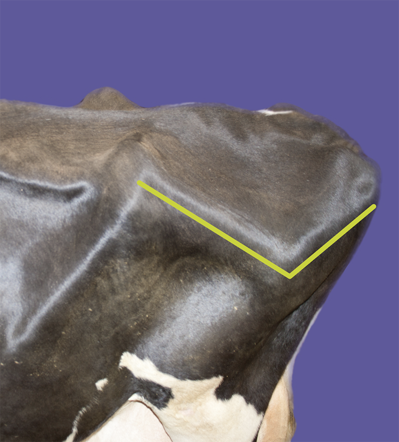 Close-up of a dairy cow showing the V-shaped angle between the hooks and pins.